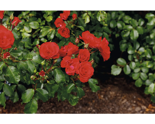 Röd rabattros med gröna blad