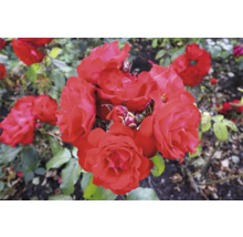 Närbild av röda rosor i trädgården