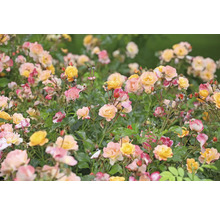 Rabatt med gula och rosa rosor