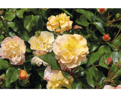 Gula rosenblommor och knoppar med gröna blad