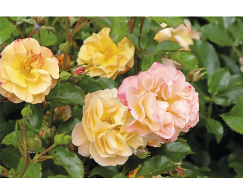 Närbild av gula och rosa rosenblommor med gröna blad