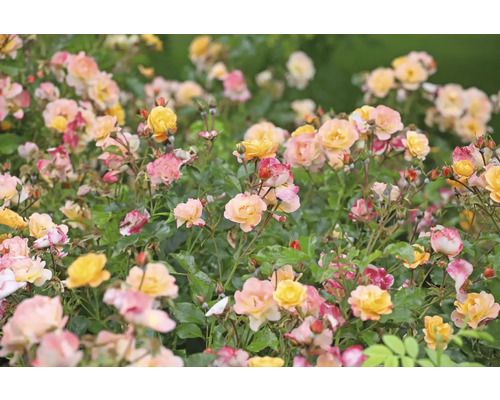 Rabatt med gula och rosa rosor