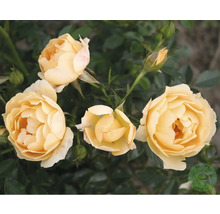 Gula rosenblommor med gröna blad