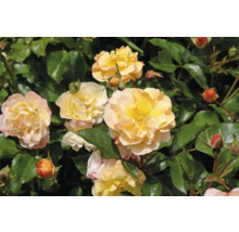 Gula rosenblommor och knoppar med gröna blad