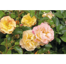 Närbild av gula och rosa rosenblommor med gröna blad