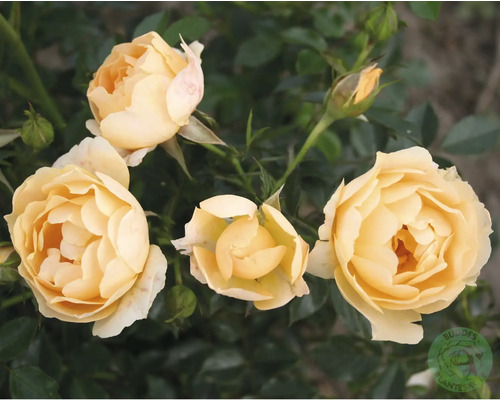 Gula rosenblommor med gröna blad