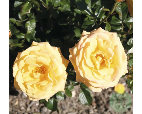 Två gula rosenblommor i trädgården