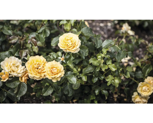Gula rosblommor med gröna blad