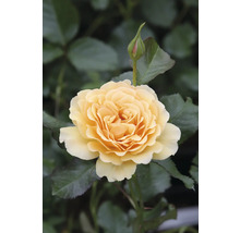 Gul ros med blomknopp i trädgården