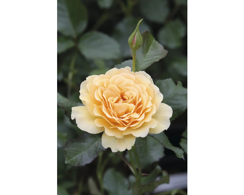 Gul ros med blomknopp i trädgården