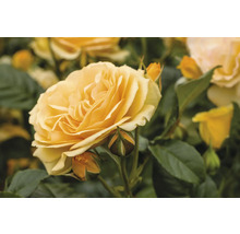 Gul ros med blommor och blad
