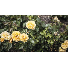 Gula rosblommor med gröna blad