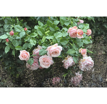 Ros med rosa blommor och gröna blad i trädgården