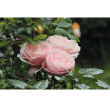 Närbild av rosa rosenblommor i trädgården