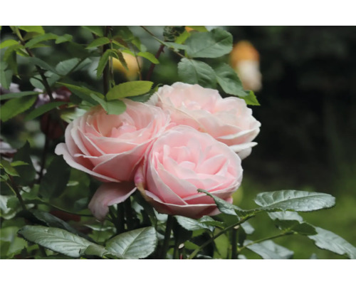 Närbild av rosa rosenblommor i trädgården