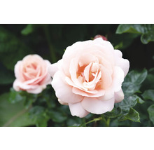 Närbild av två rosenblommor