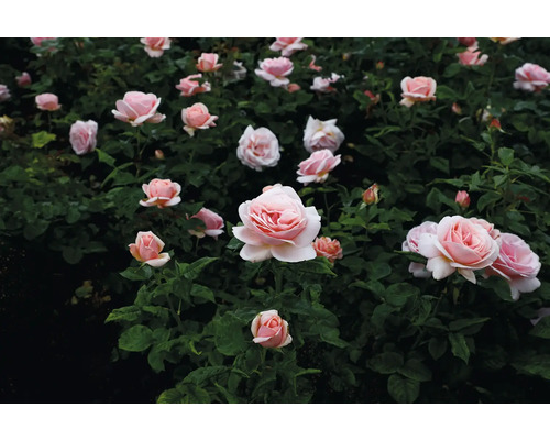 Blomsterbädd med ljusrosa rosenblommor och gröna blad