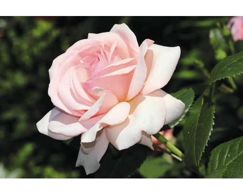 Närbild av en enda ros med kronblad