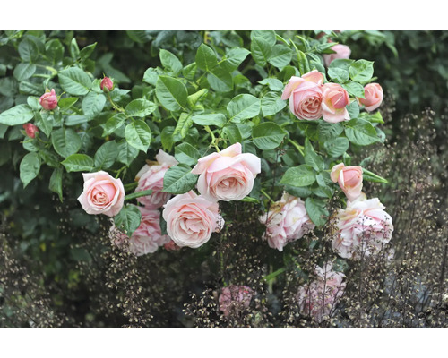 Ros med rosa blommor och gröna blad i trädgården