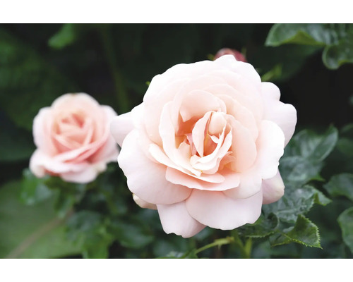 Närbild av två rosenblommor