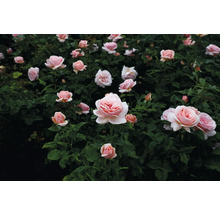 Blomsterbädd med ljusrosa rosenblommor och gröna blad