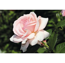 Närbild av en enda ros med kronblad