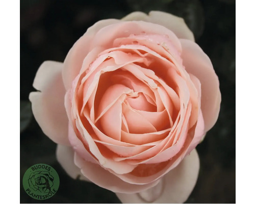 Närbild av en rosenblomma