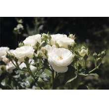Vita rosenblommor och knoppar i trädgården
