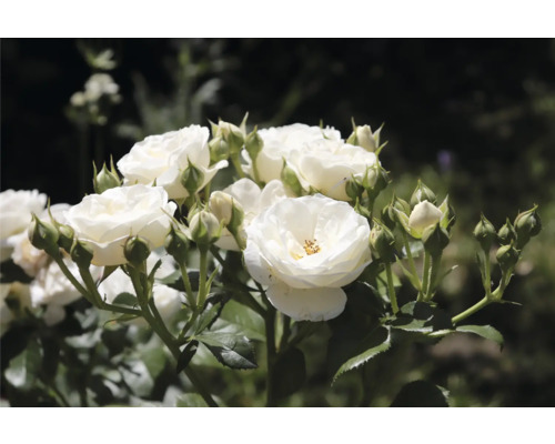 Vita rosenblommor och knoppar i trädgården