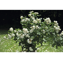 Ros med många vita blommor i trädgården