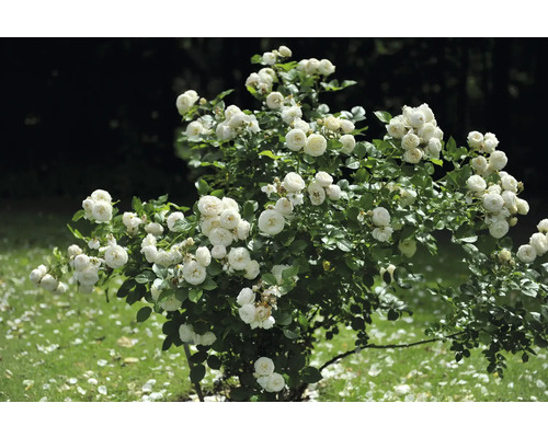 Ros med många vita blommor i trädgården