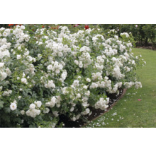 Buskar med vita rosblommor i trädgården.