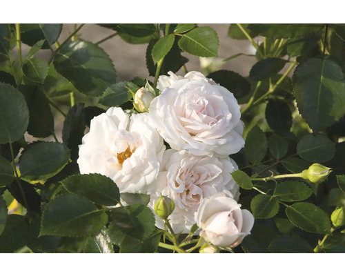 Närbild av vita rosenblommor med gröna blad