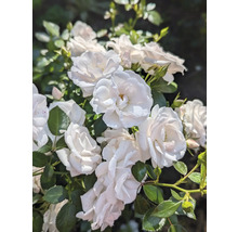 Buske med vita rosenblommor och gröna blad.