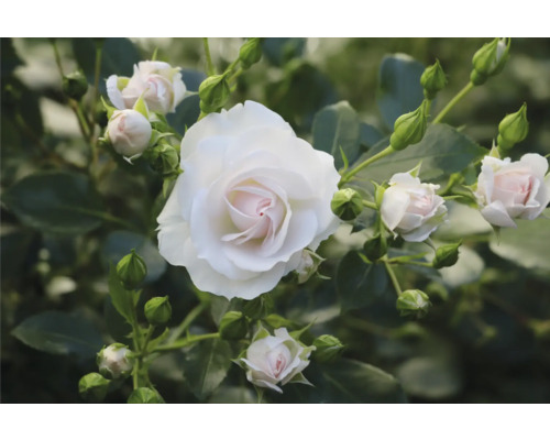 Närbild av en vit ädelros med knoppar