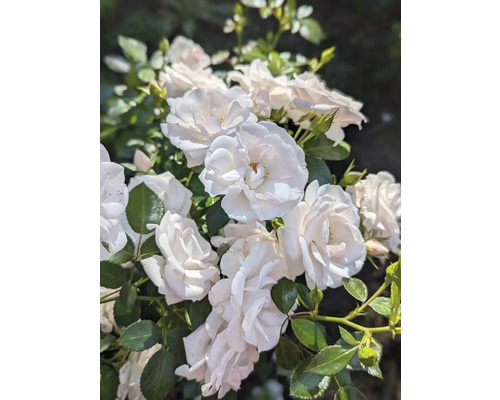 Buske med vita rosenblommor och gröna blad.