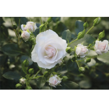 Närbild av en vit ädelros med knoppar