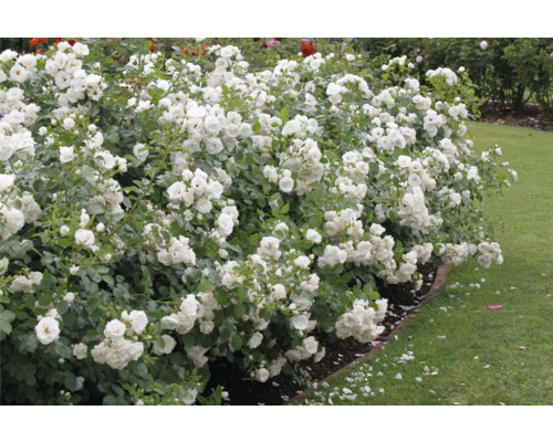 Buskar med vita rosblommor i trädgården.