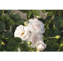 Närbild av vita rosenblommor med gröna blad