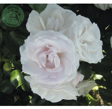 Närbild av vita rosenblommor