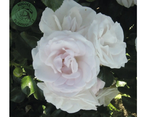 Ros OMNIA GARDEN Rosa Aspirin 'Taniripsa' (Floribunda-Gruppen) 10-pack Närbild av vita rosenblommor