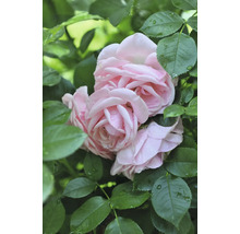 Närbild av rosa rosenblommor med gröna blad