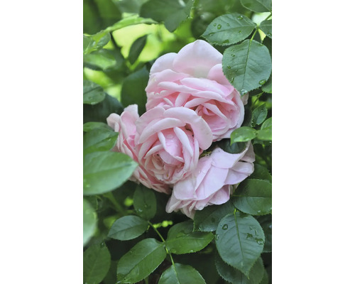Närbild av rosa rosenblommor med gröna blad