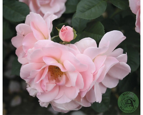 Närbild av en rosa ros med knopp och mörkgröna blad, Buddens Planteskole Logo