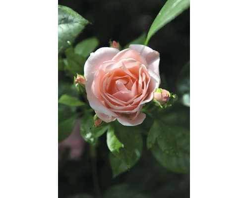 Närbild av en rosa rosblomma med gröna blad