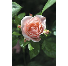 Närbild av en rosa rosblomma med gröna blad