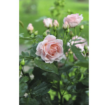 Närbild av en rosa ros med gröna blad i trädgården.