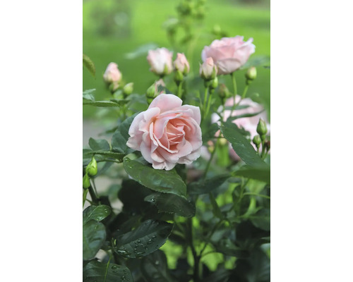 Närbild av en rosa ros med gröna blad i trädgården.