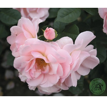 Närbild av en rosa ros med knopp och mörkgröna blad, Buddens Planteskole Logo
