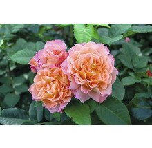 Närbild av orange rosenblommor med gröna blad